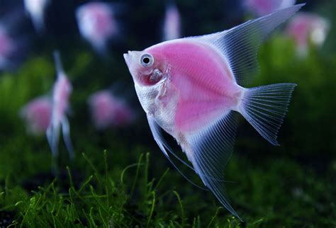 angel glofish|live freshwater angelfish for sale.